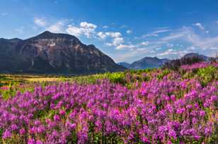 Wildflowers of Waterton-4379.jpg Wildflowers of Waterton-4379.jpg